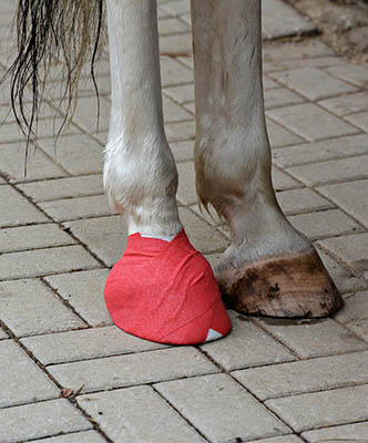 Treating Minor Horse Wounds - poulticing