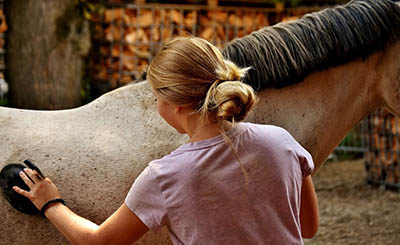 Treating Minor Horse Wounds - the very basics
