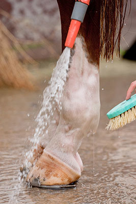 Looking after Horses Legs after hard work