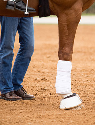Looking after Horses Legs when riding