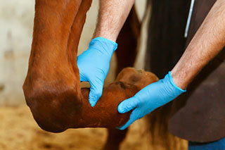 Looking after horses legs with the help of the Vet