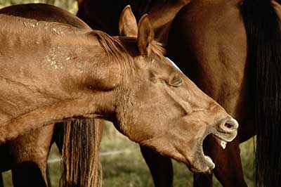 COPD in Horses