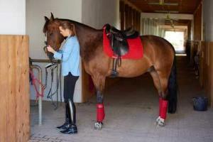Coronavirus Affects Equine Recruitment - Grooms