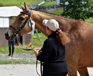 Coronavirus Affects Equine Recruitment - When not to hold an job interview