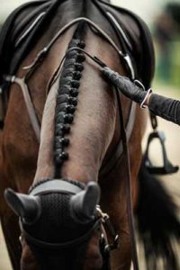 Services available to Freelance Grooms
