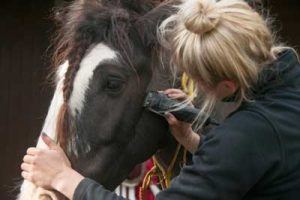 Maximise your earning potential as a Freelance Groom by offering clipping services