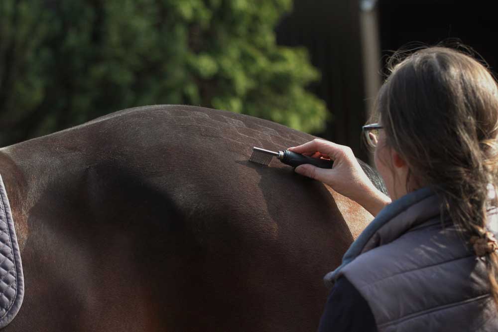 How to maximise your earning potential as a Freelance Groom