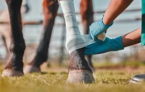 Public Liability Insurance Cover for Freelance Grooms.jpg